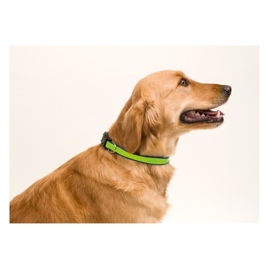COLLAR REFLECTANTE MUTTLEY